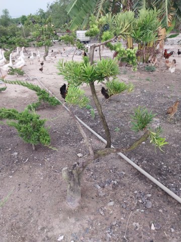 Cây la hán tùng (tùng Nhật)
